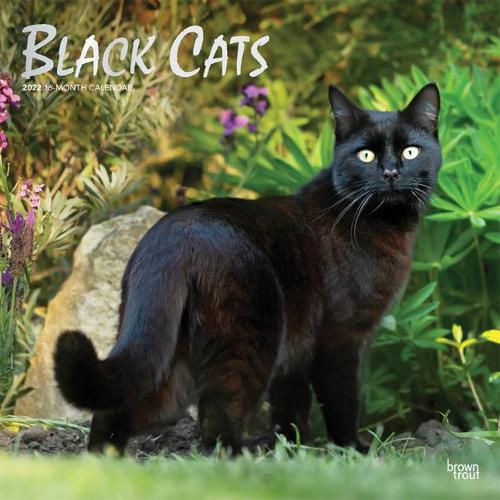 Cover image for Black Cats 2022 Square