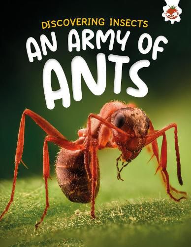 Cover image for Discovering Insects: An Army of Ants