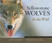 Cover image for Yellowstone Wolves in the Wild