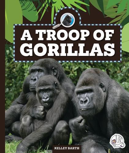 A Troop of Gorillas