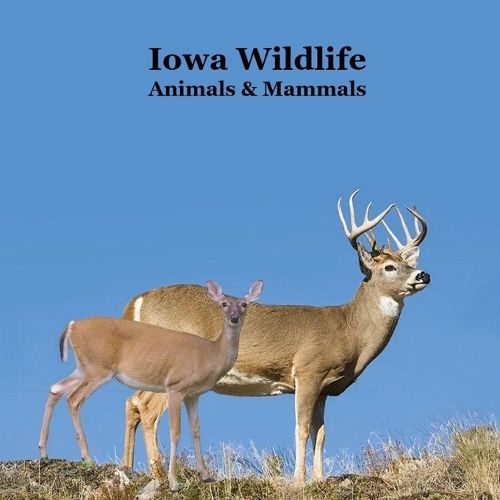Cover image for Iowa Animals and Mammals Kids Wildlife Book