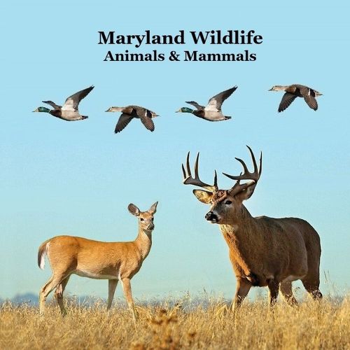 Cover image for Maryland Animals and Mammals Kids Wildlife Book
