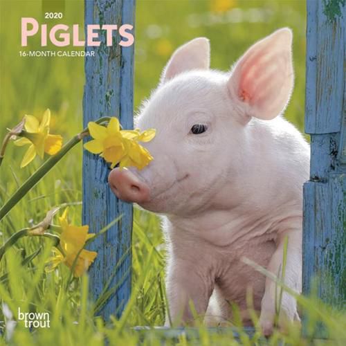 Piglets 2020 Mini Wall Calendar