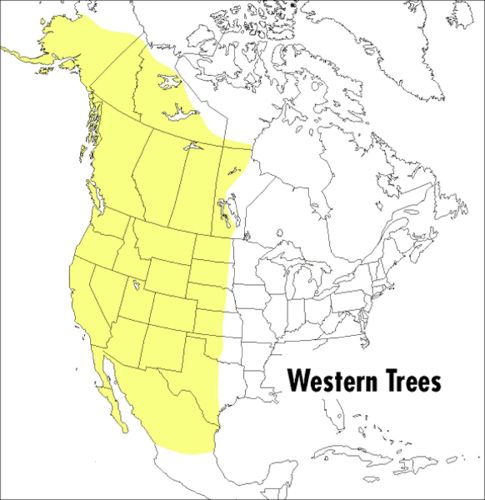 Cover image for Field Guide to Western Trees