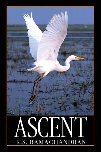 Cover image for Ascent