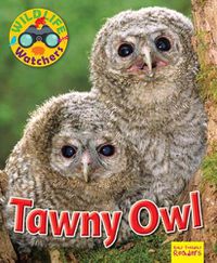 Cover image for Wildlife Watchers: Tawny Owl