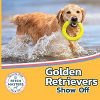 Cover image for Golden Retrievers Show Off