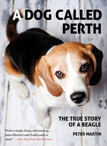 Cover image for A Dog Called Perth: The True Story of a Beagle