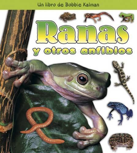 Cover image for Ranas y Otros Anfibios