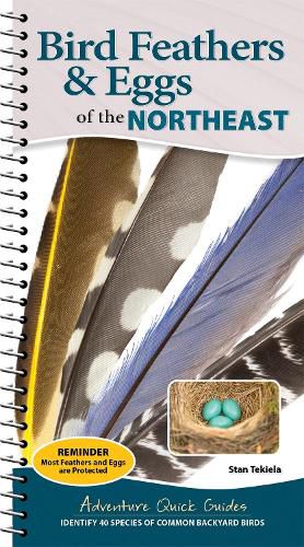 Cover image for Bird Feathers & Eggs of the Northeast