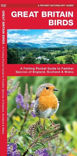 Cover image for Great Britain Birds: A Folding Pocket Guide to Familiar Species of England, Scotland & Wales