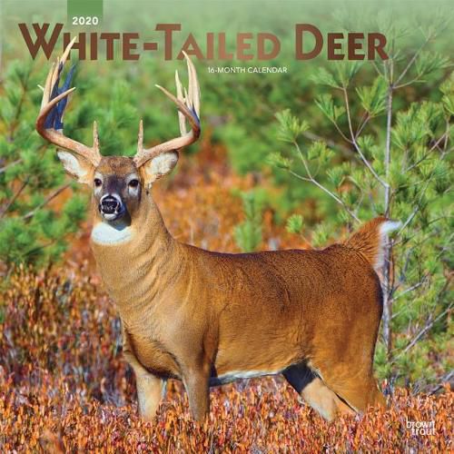 White Tailed Deer 2020 Square Foil