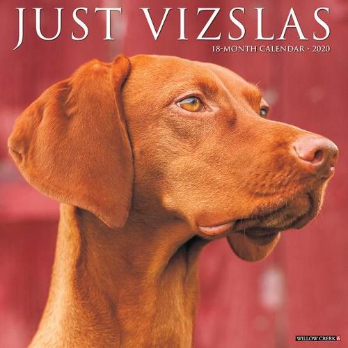 Cover image for Just Vizslas 2020 Wall Calendar (Dog Breed Calendar)
