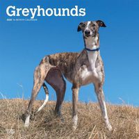 Cover image for Greyhounds 2020 Square Wall Calendar