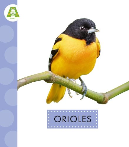 Cover image for Orioles
