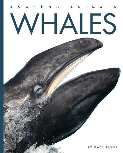 Whales