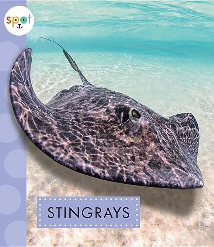 Cover image for Stingrays