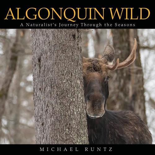 Cover image for Algonquin Wild: A Naturalist's Journey Through the Seasons