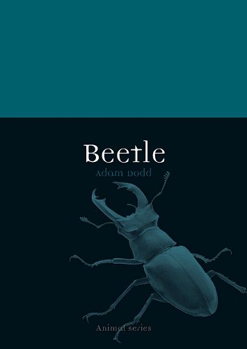 Cover image for Beetle