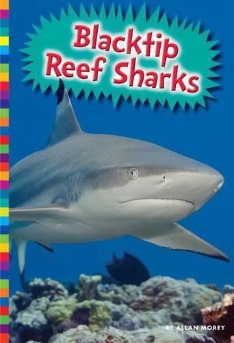 Blacktip Reef Sharks