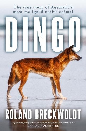 Cover image for Dingo