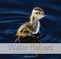 Cover image for Water Babies: The Hidden Lives of Baby Wetland Birds