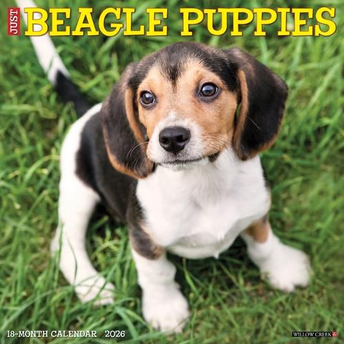 Cover image for Beagle Puppies 2026 12 X 12 Wall Calendar