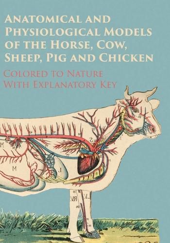 Cover image for Anatomical and Physiological Models of the Horse, Cow, Sheep, Pig and Chicken - Colored to Nature - With Explanatory Key