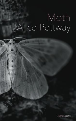 Cover image for Moth