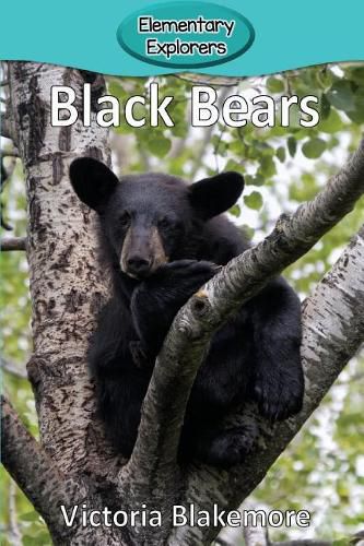 Cover image for Black Bears