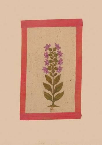 Carnet Blanc, Fleur 2, Miniature Indienne 18e Siecle