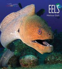 Cover image for Eels