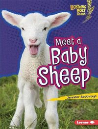 Cover image for Meet a Baby Sheep