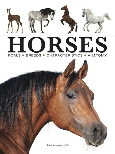 Cover image for Horses