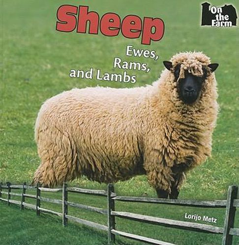 Cover image for Sheep