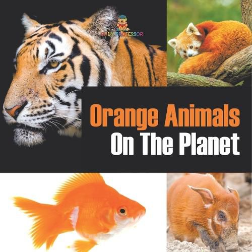 Cover image for Orange Animals On The Planet