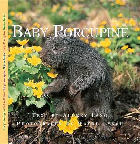 Cover image for Baby Porcupine