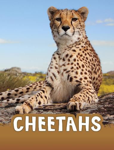 Cover image for Cheetahs