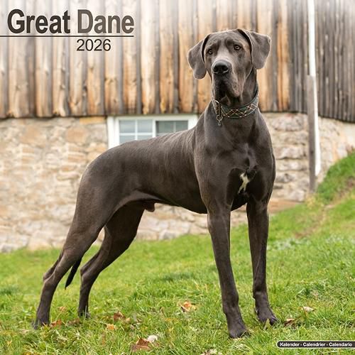 Cover image for Great Dane (Euro) Calendar 2026 Square Dog Breed Wall Calendar - 16 Month
