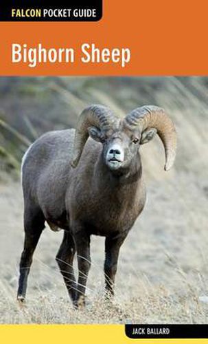 Cover image for Bighorn Sheep