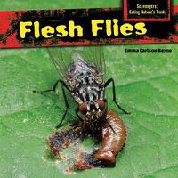 Cover image for Flesh Flies