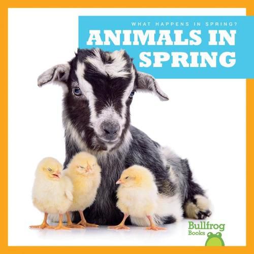 Animals in Spring