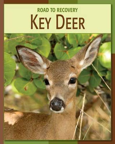 Cover image for Key Deer