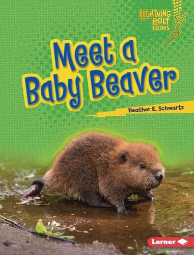 Meet a Baby Beaver