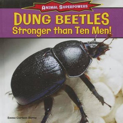 Dung Beetles: Stronger Than Ten Men!