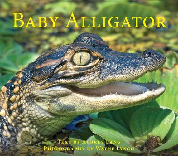 Cover image for Baby Alligator