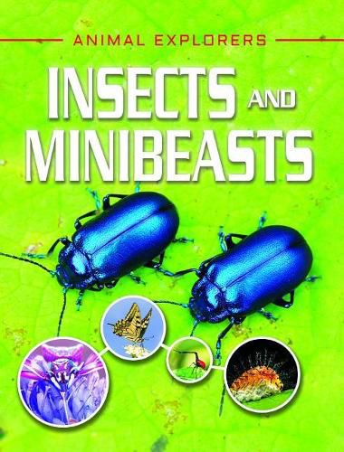 Cover image for Insects and Minibeasts