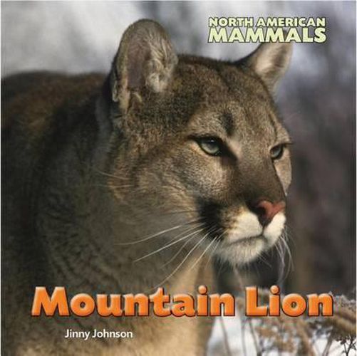 Mountain Lion