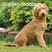 Cover image for Goldendoodles 2020 Square Wall Calendar