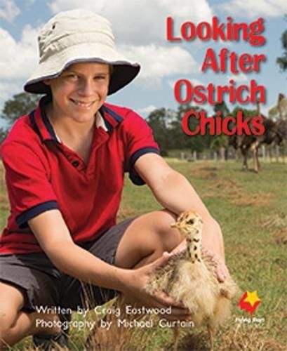 Cover image for Looking After Ostriches Chicks